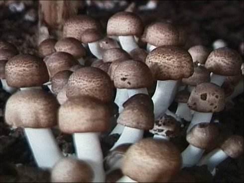 成都利生化工有限公司合作客戶(hù)